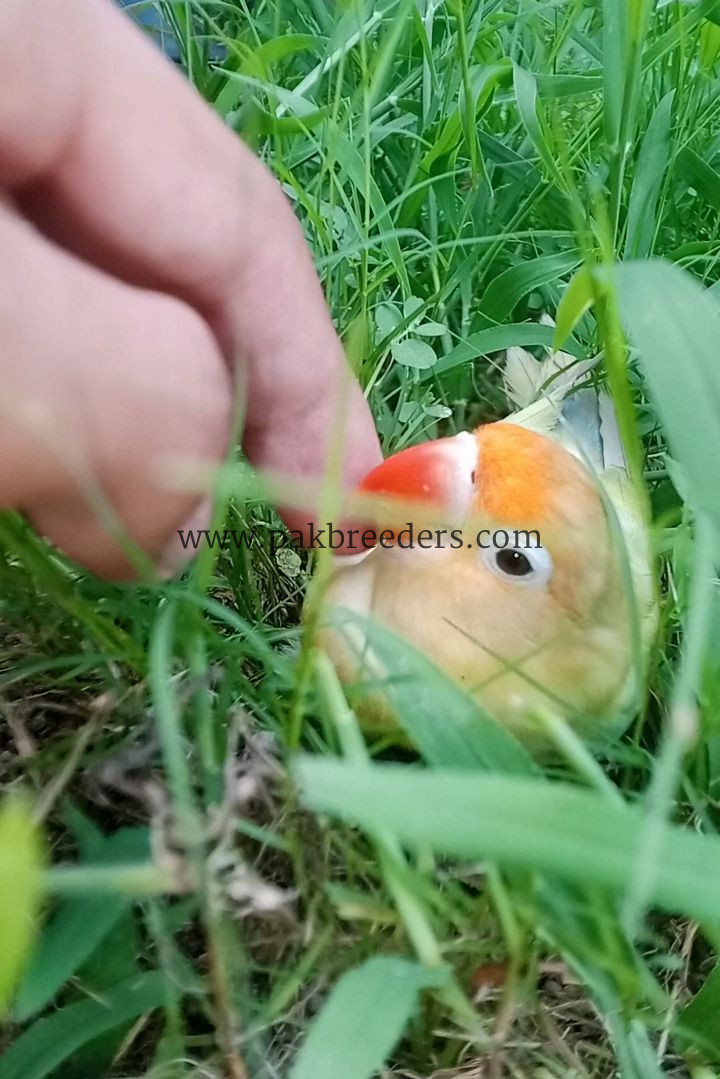 3 Color Available For Hand Tame Love Bird