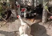 Muscovy Ducks pair slae