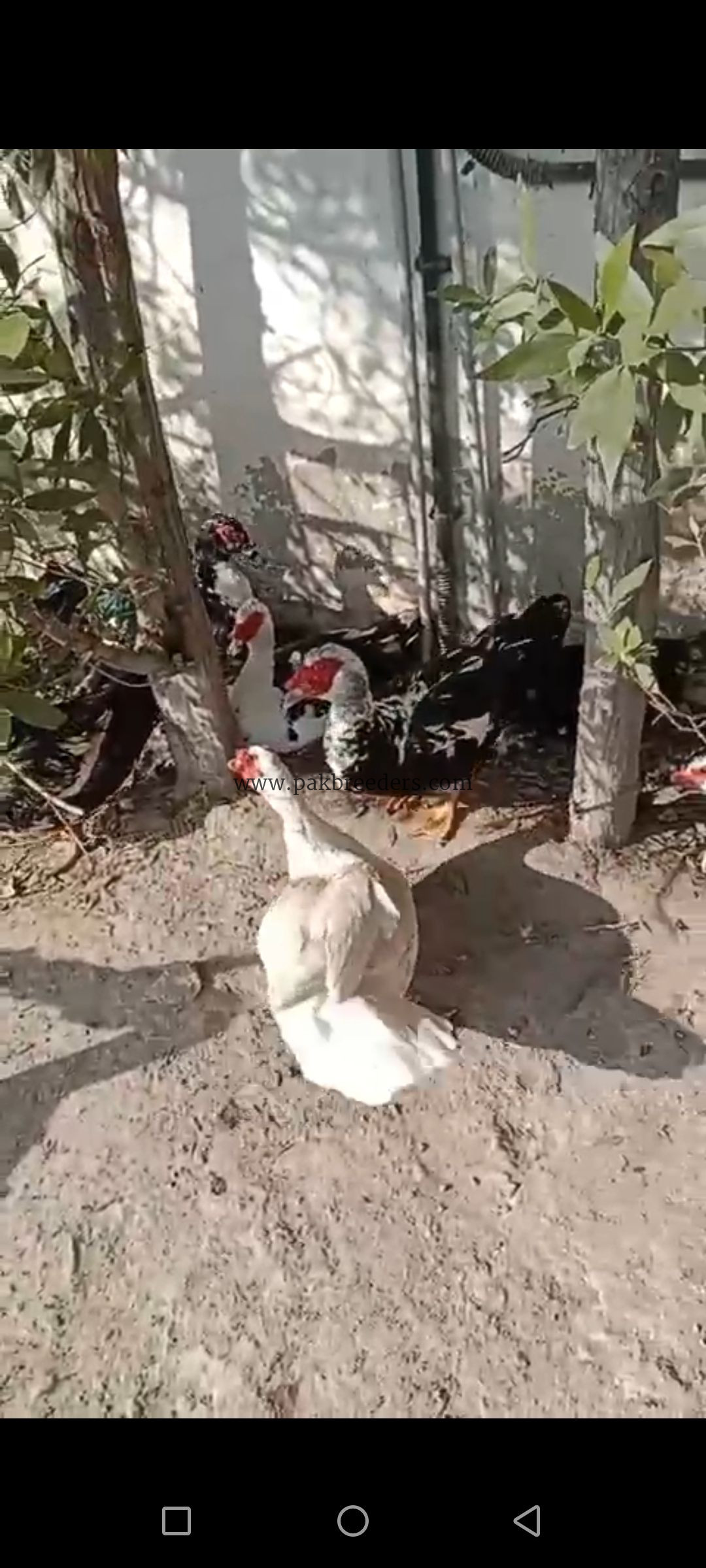 Muscovy Ducks pair slae