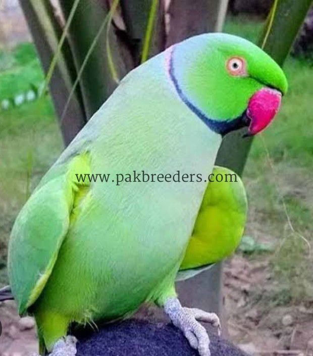 Healthy and active parrot for sale