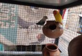 Love bird breeder pairs