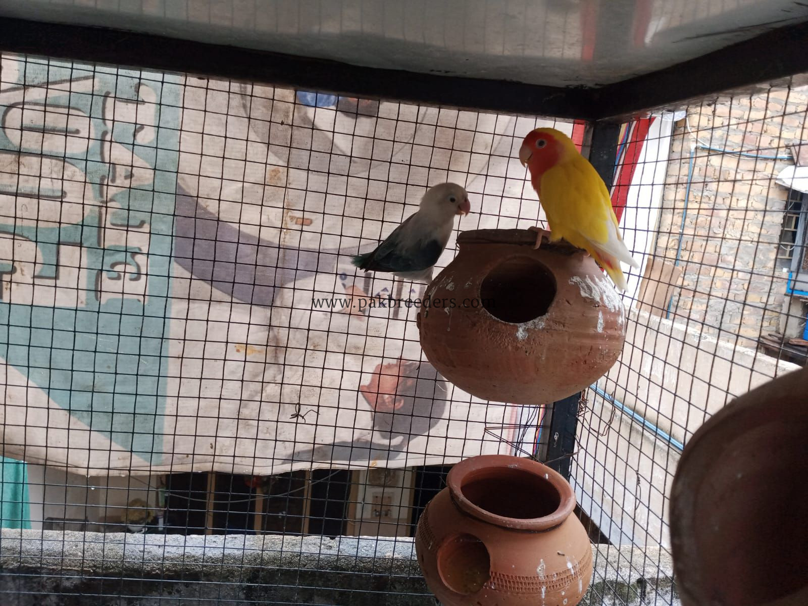 Love bird breeder pairs