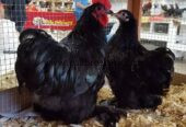 Bantam breeder pair