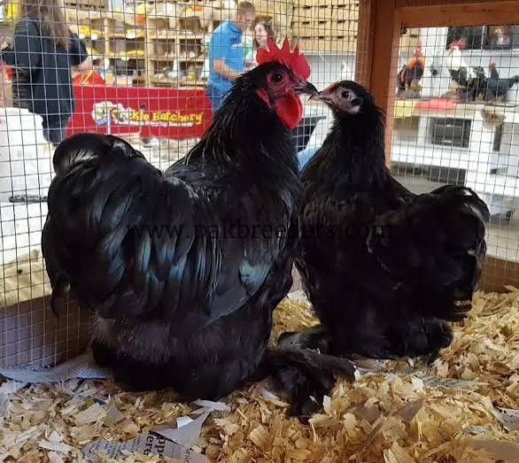 Bantam breeder pair