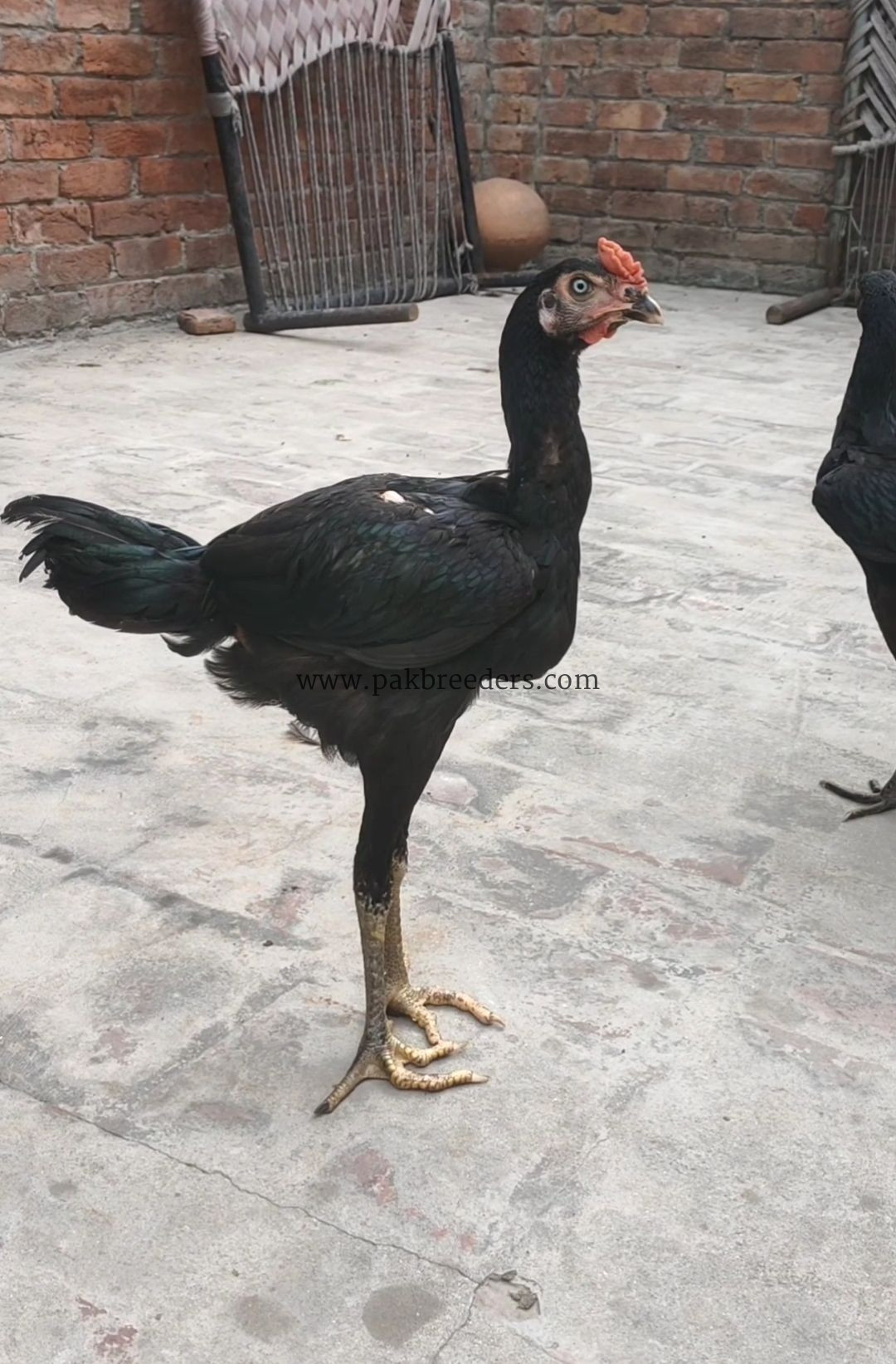 Pure thai patha age 5 month