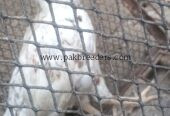 🐔 White Desi+ aseel Hen – Healthy & Active | Ready for Sale