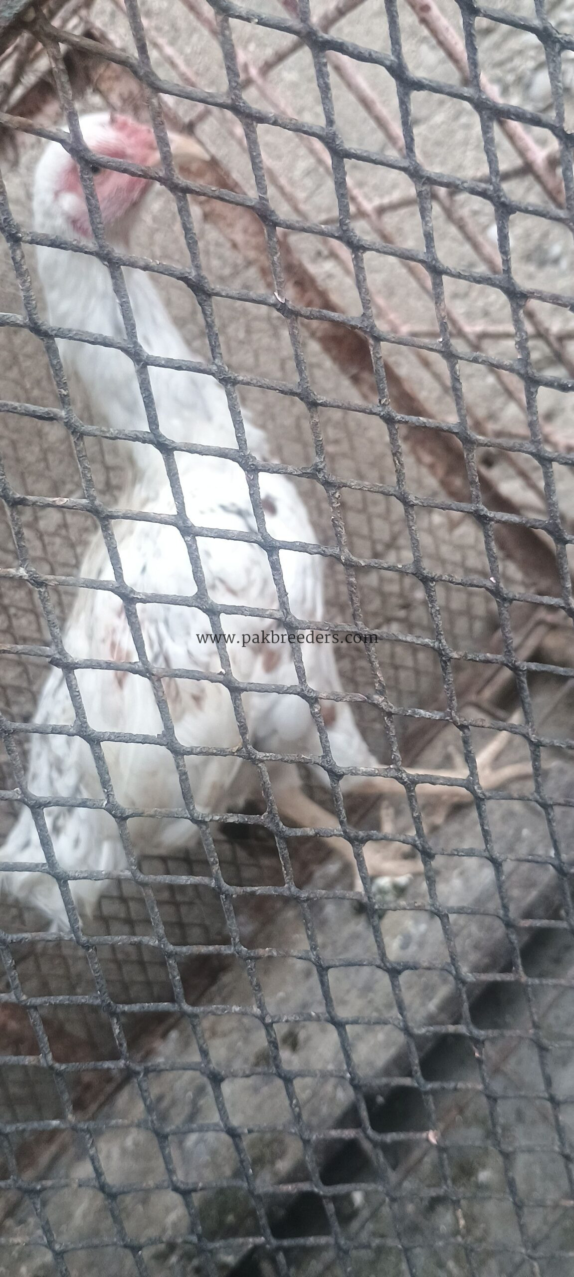 🐔 White Desi+ aseel Hen – Healthy & Active | Ready for Sale