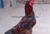 Aseel male bird breeder