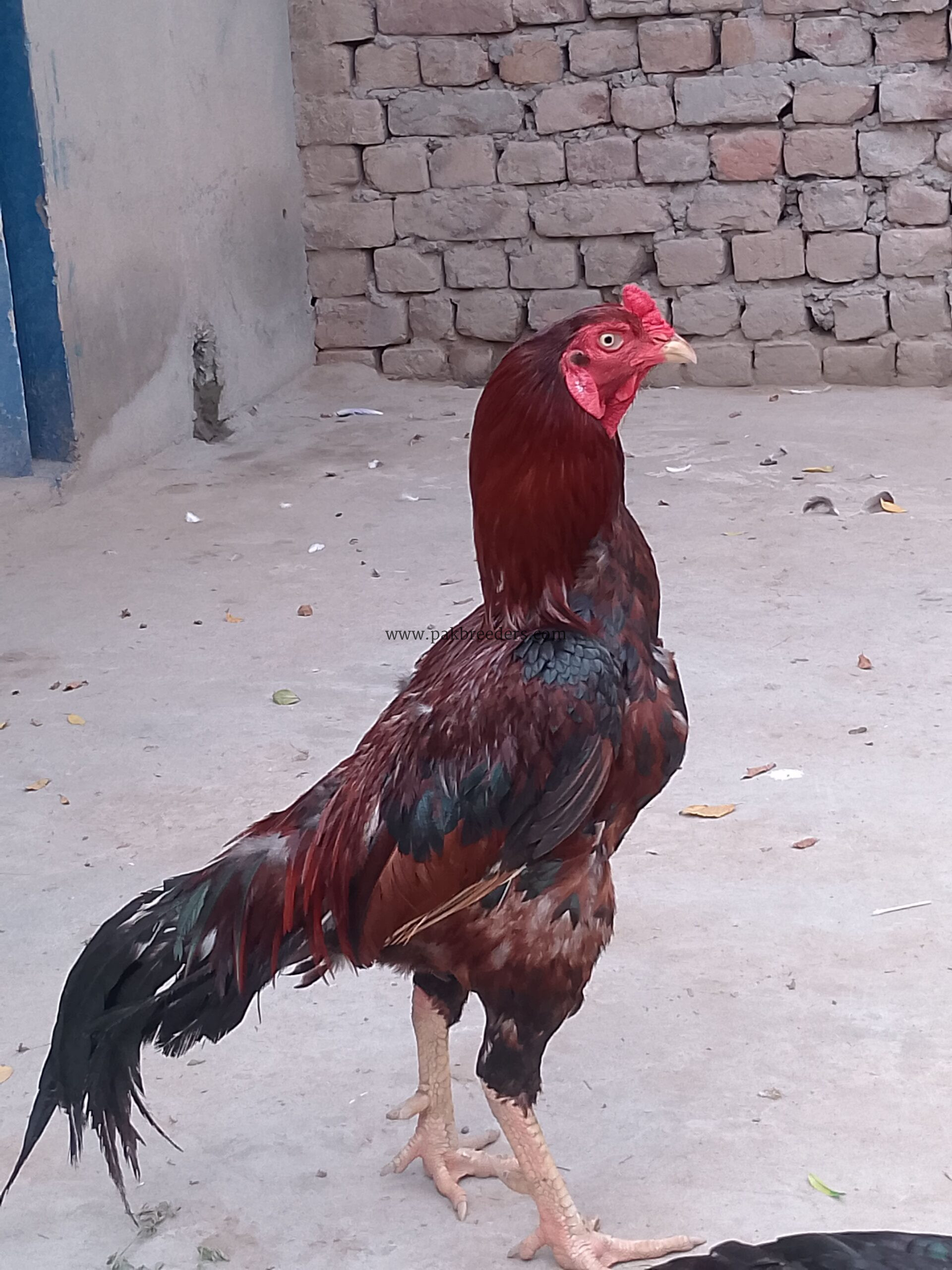 Aseel male bird breeder