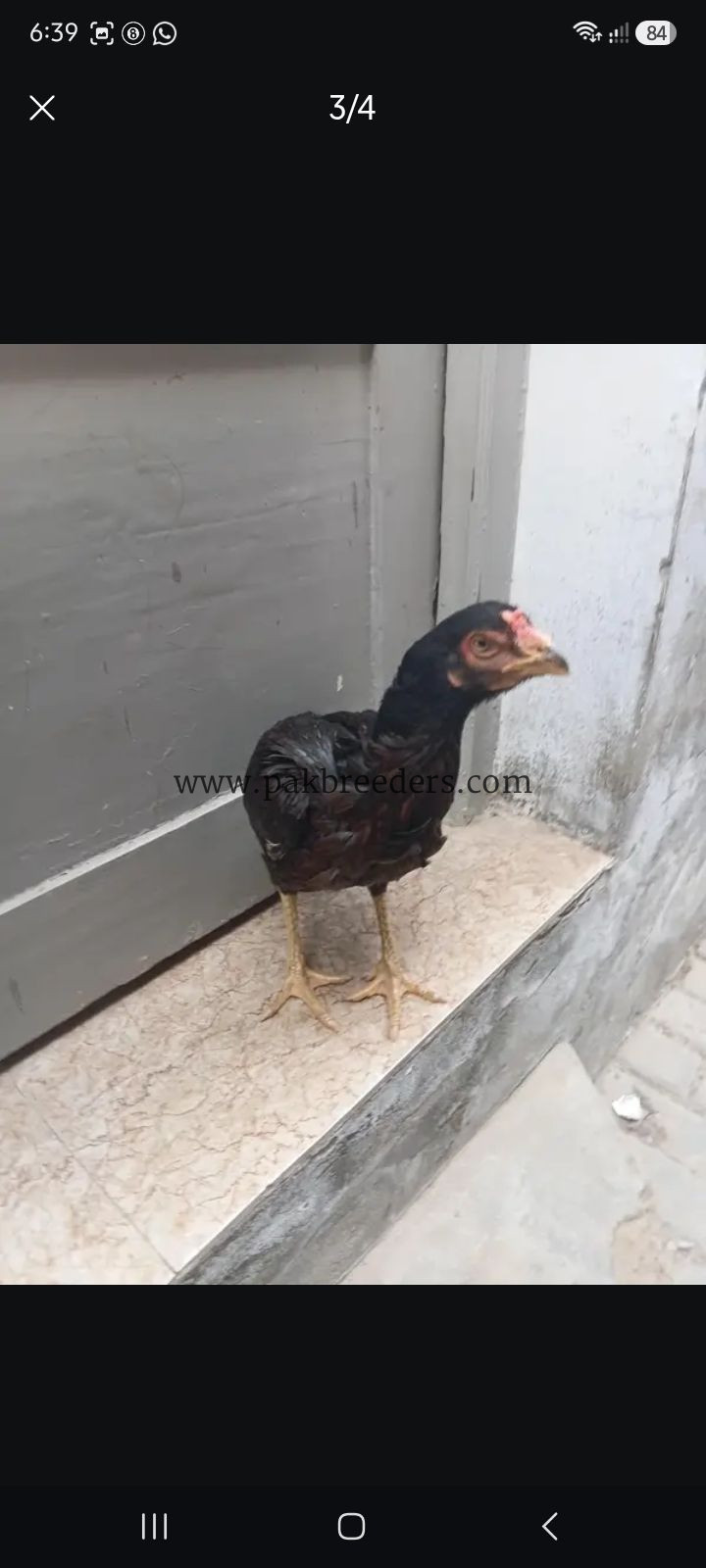 Aseel jawa Male and female