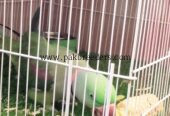 Best talking parrot best handtame mithu miyan mithu Kon hai mithu hai mummi or westle different talking
