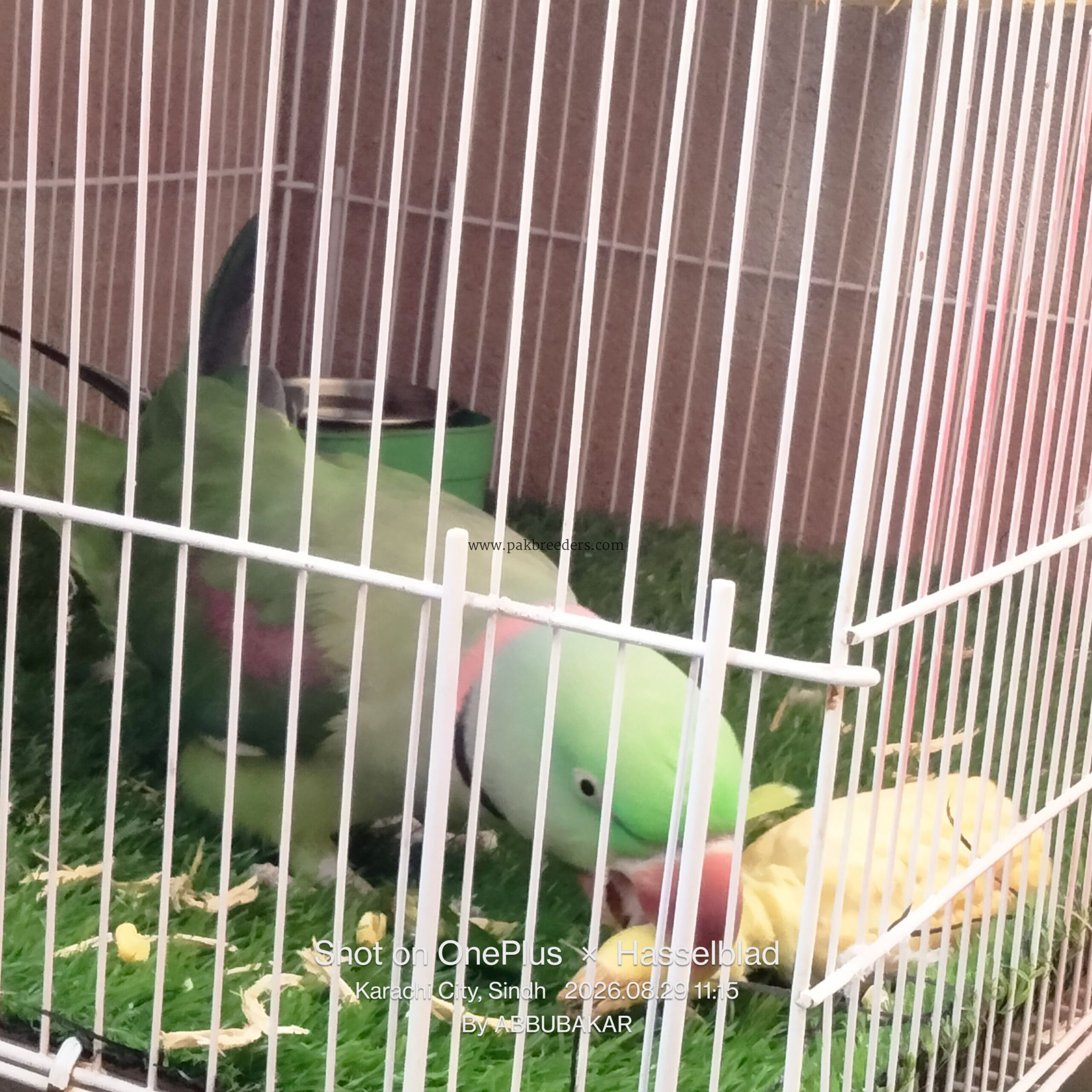 Best talking parrot best handtame mithu miyan mithu Kon hai mithu hai mummi or westle different talking