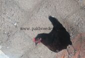Desi hen active for sale