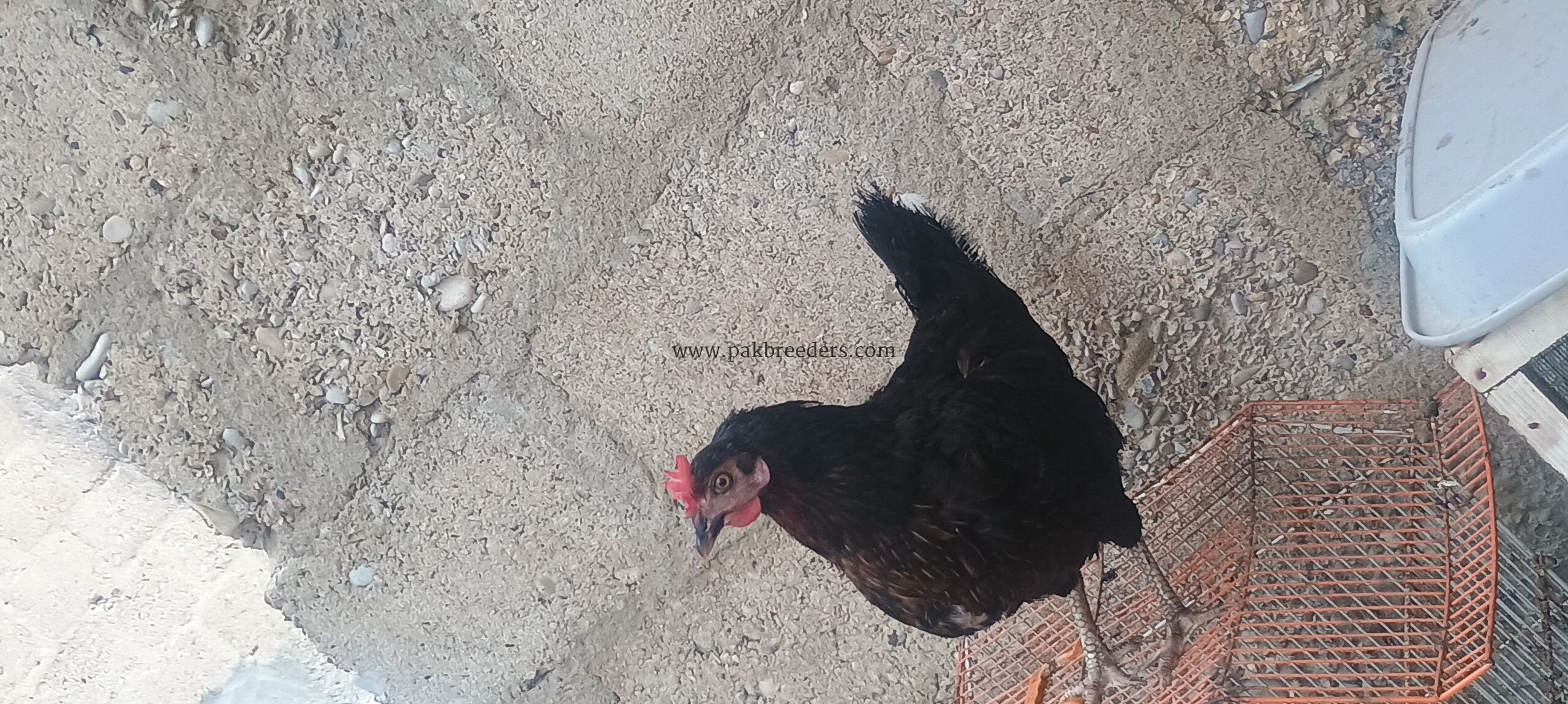 Desi hen active for sale