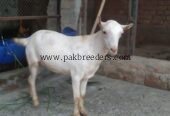 2 رشین گلابی ٹیڈے دوندے برائے فروخت