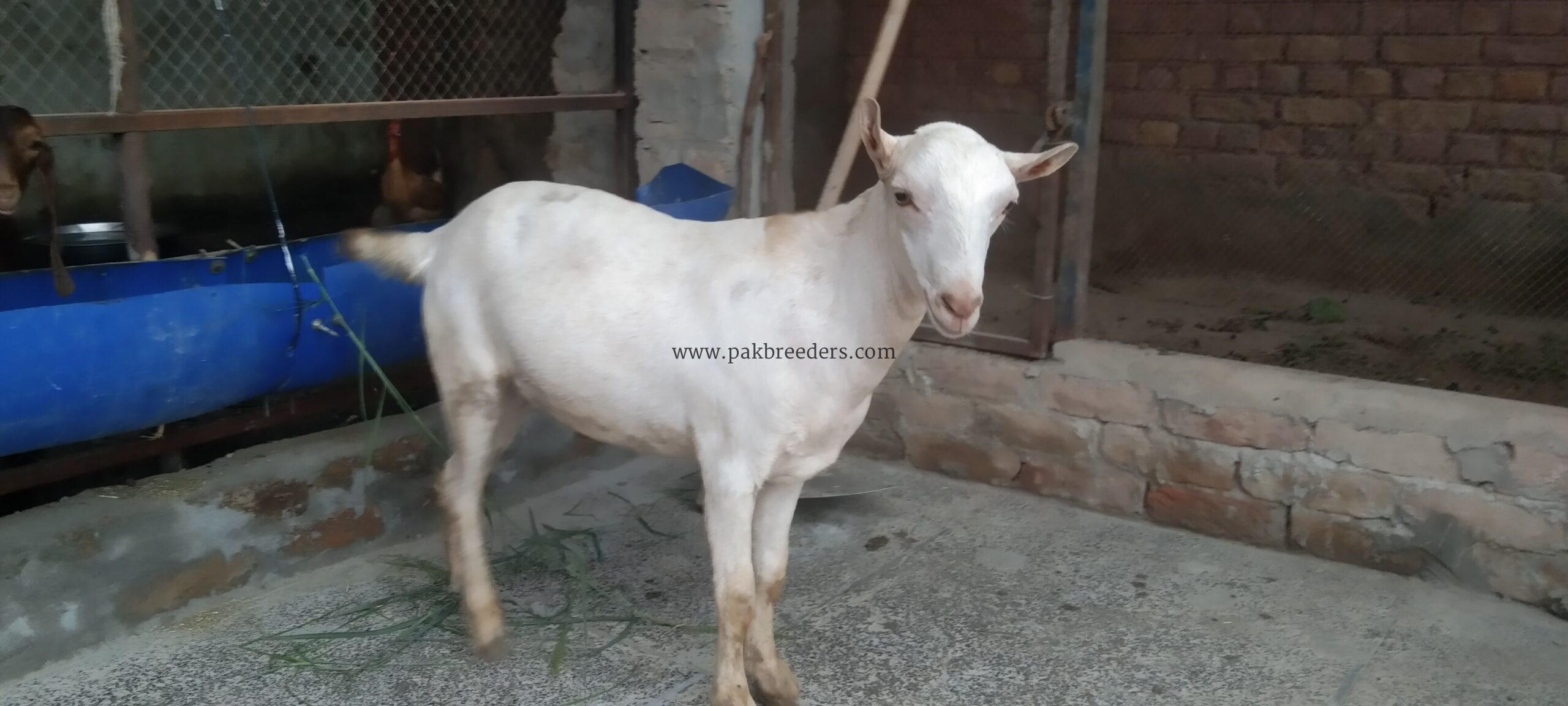2 رشین گلابی ٹیڈے دوندے برائے فروخت