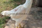 White shamo for sale