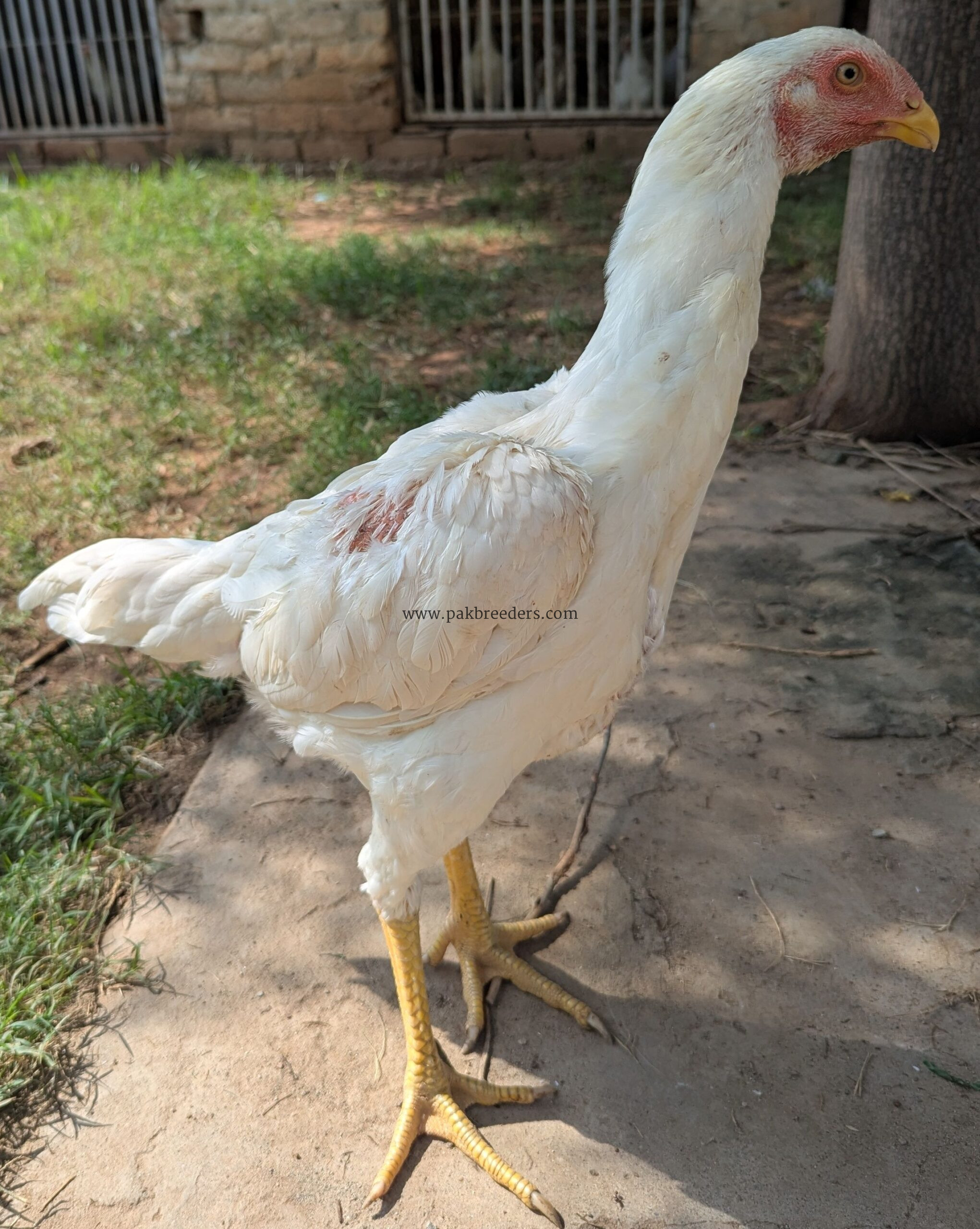 White shamo for sale