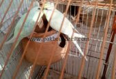 Parrots hai first breeder