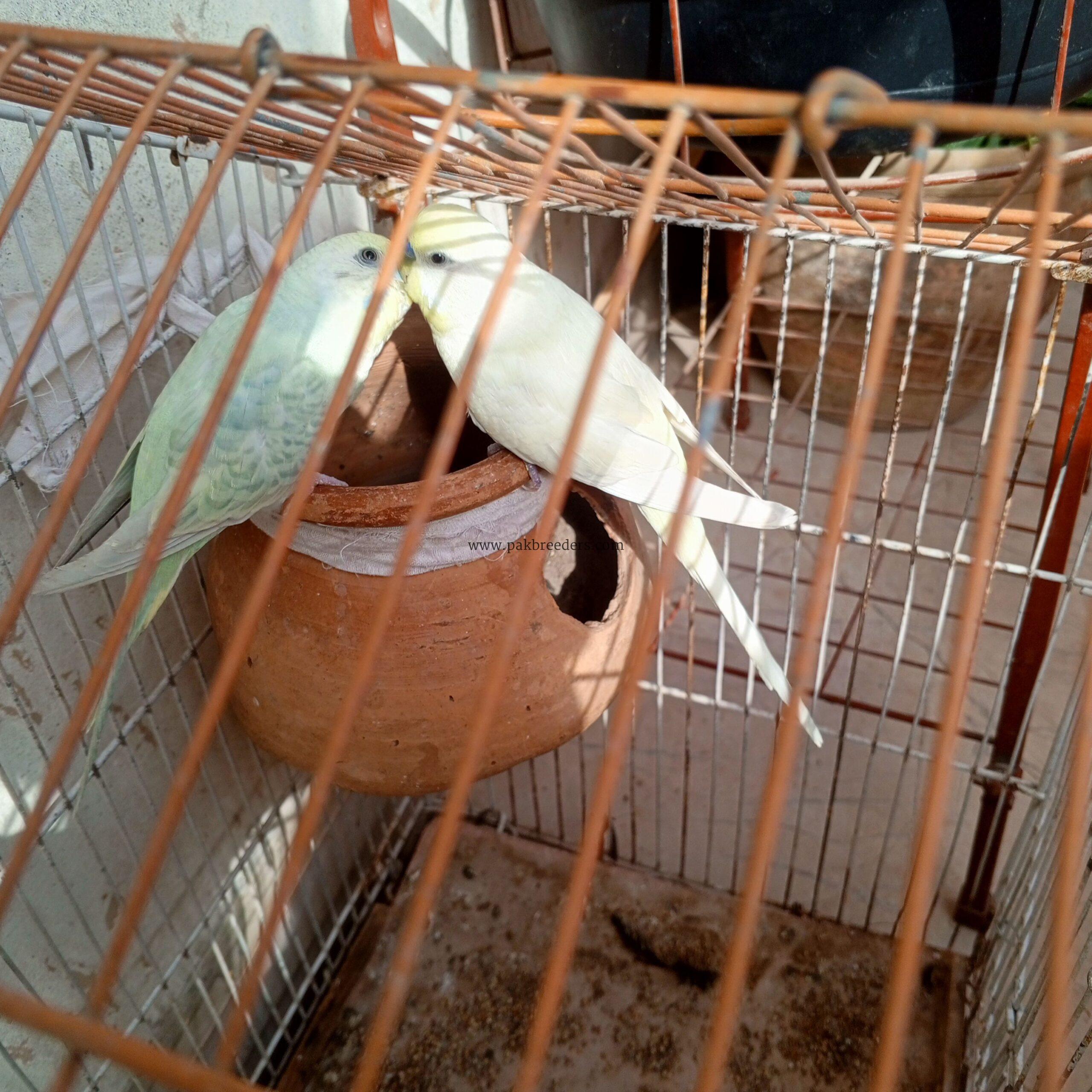 Parrots hai first breeder