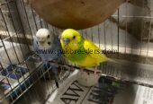 Budgies / Australian