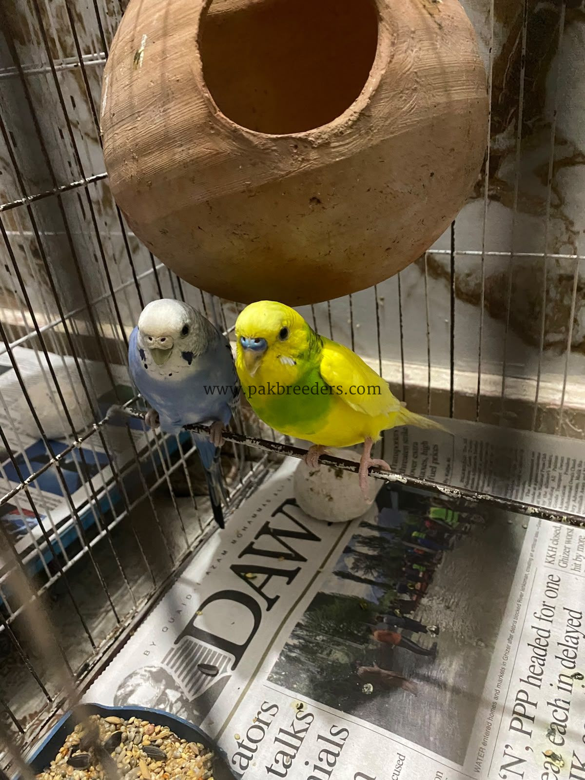 Budgies / Australian