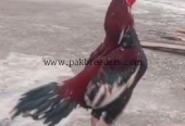 old BLOOD LINE MINYAWALI KHARI TAIL