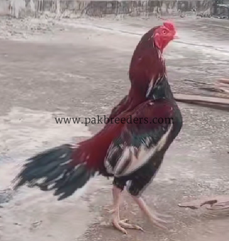 old BLOOD LINE MINYAWALI KHARI TAIL