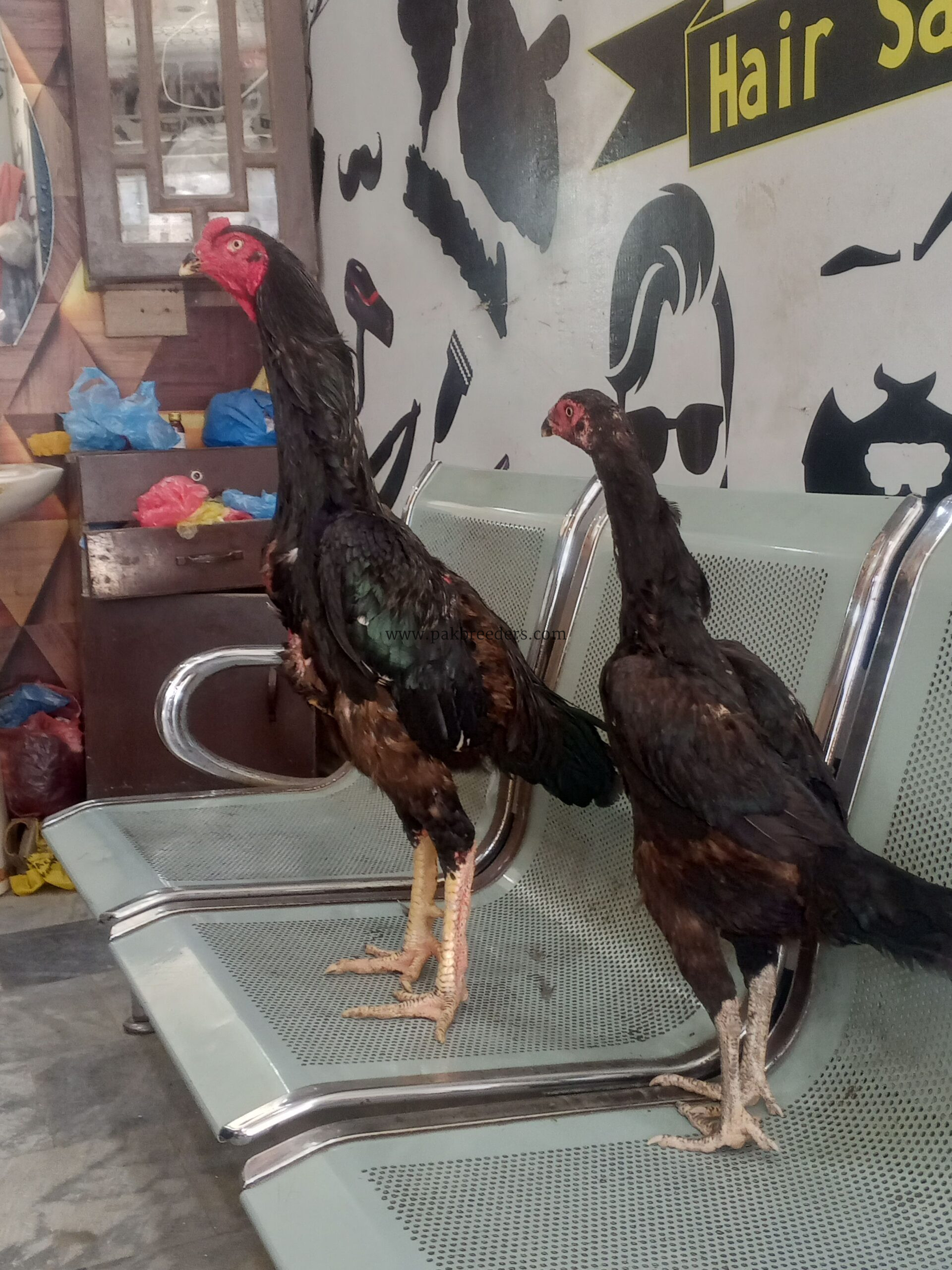 Shamo aseel pair long hight and healthy black color