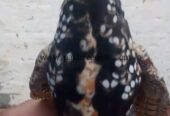 black teetar pathy For sale
