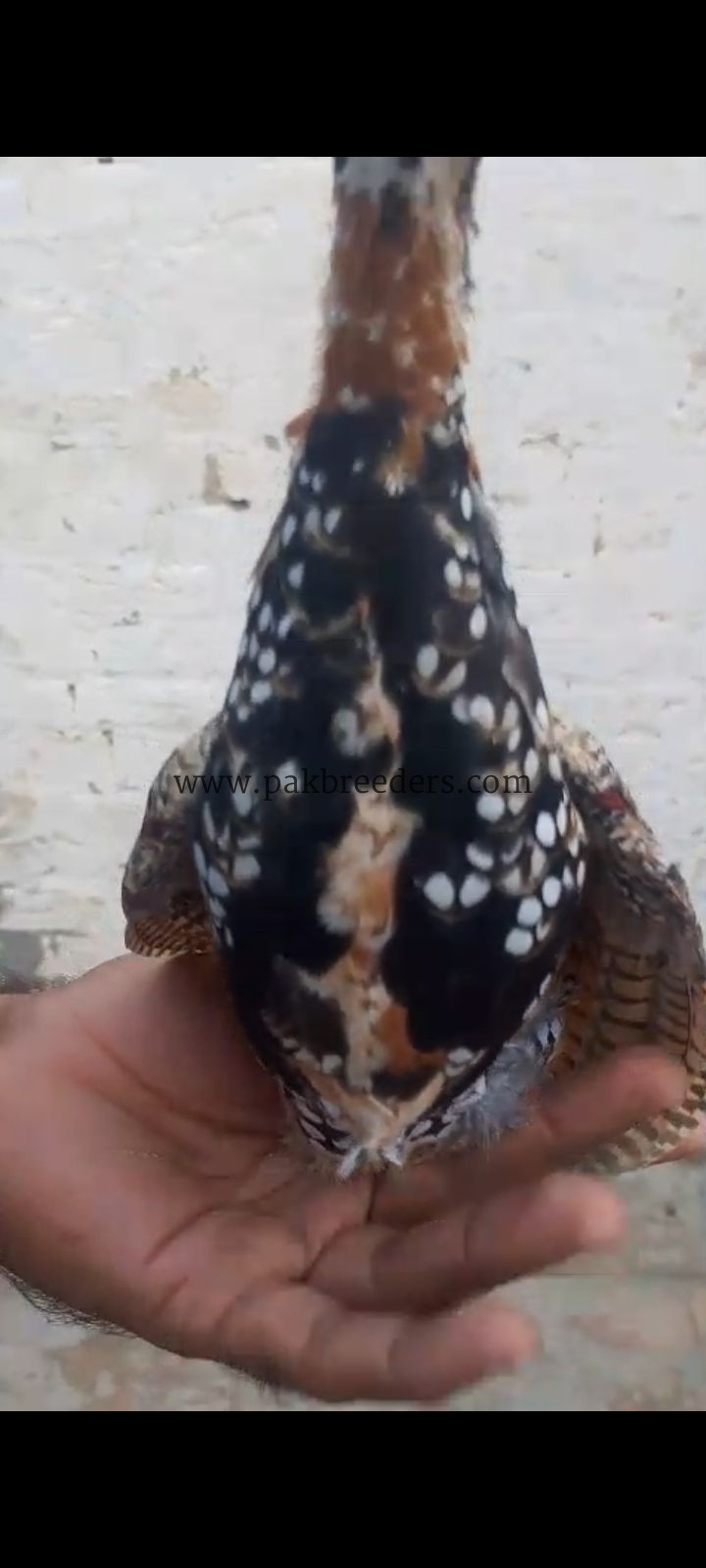 black teetar pathy For sale