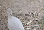 White Irani female full breeder