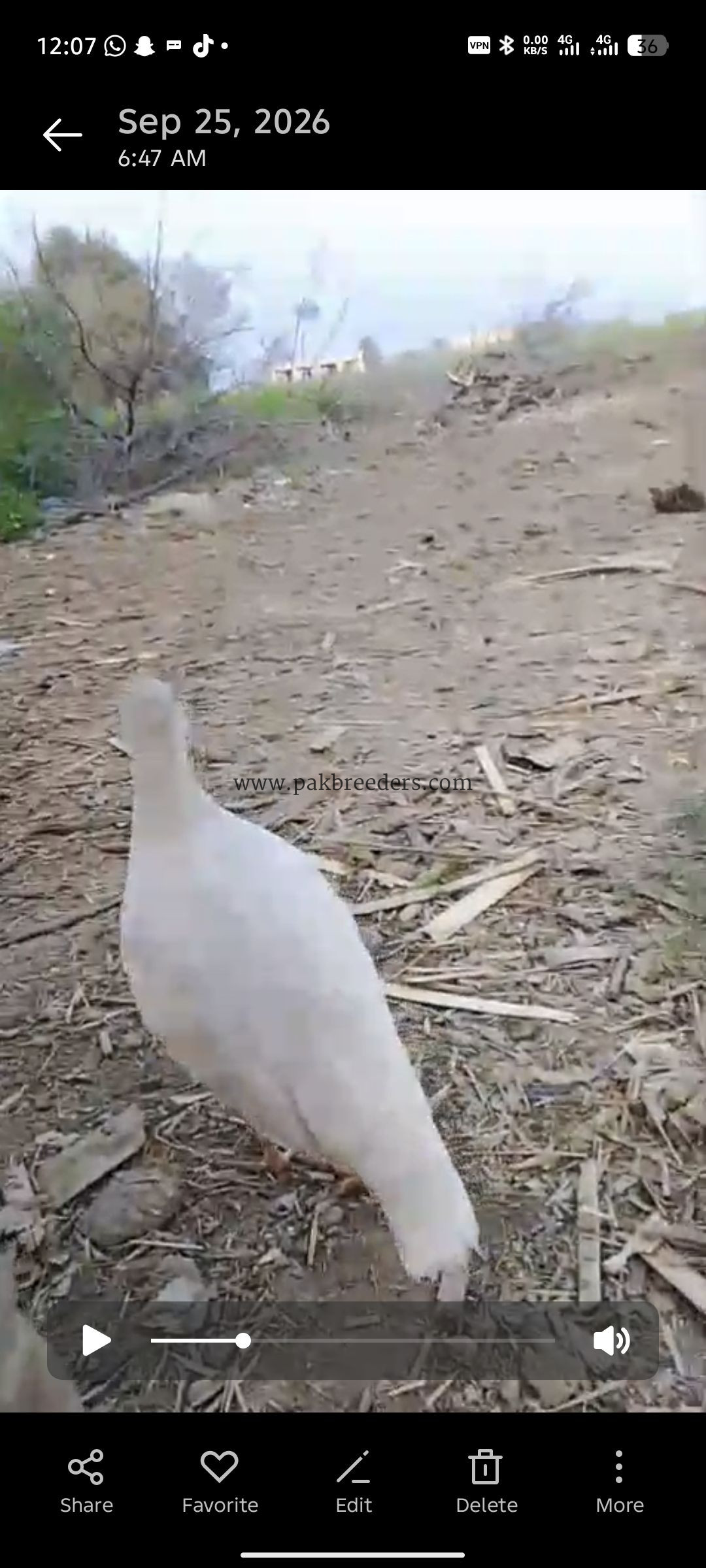 White Irani female full breeder