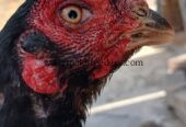 Amroha aseel breeder madi