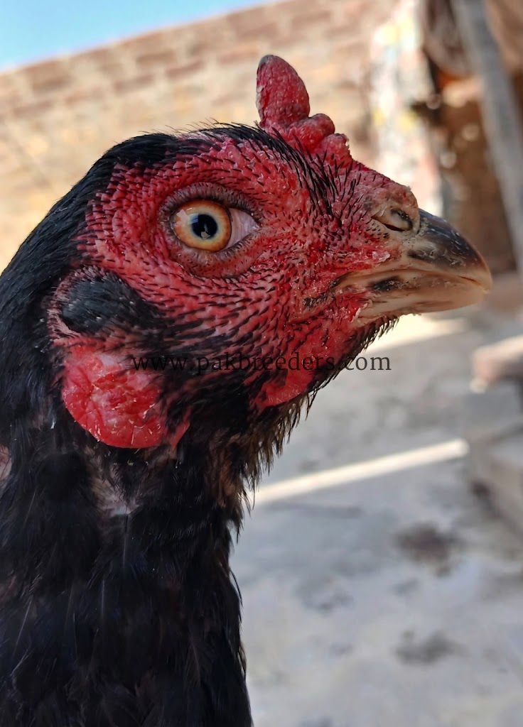 Amroha aseel breeder madi