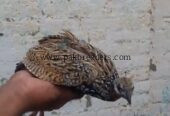 black teetar pathy For sale