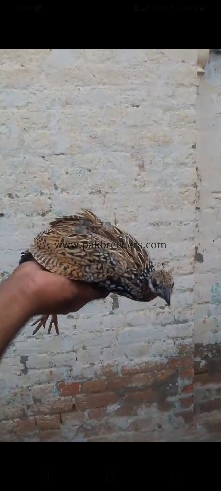 black teetar pathy For sale