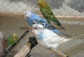 Home baby parrots.