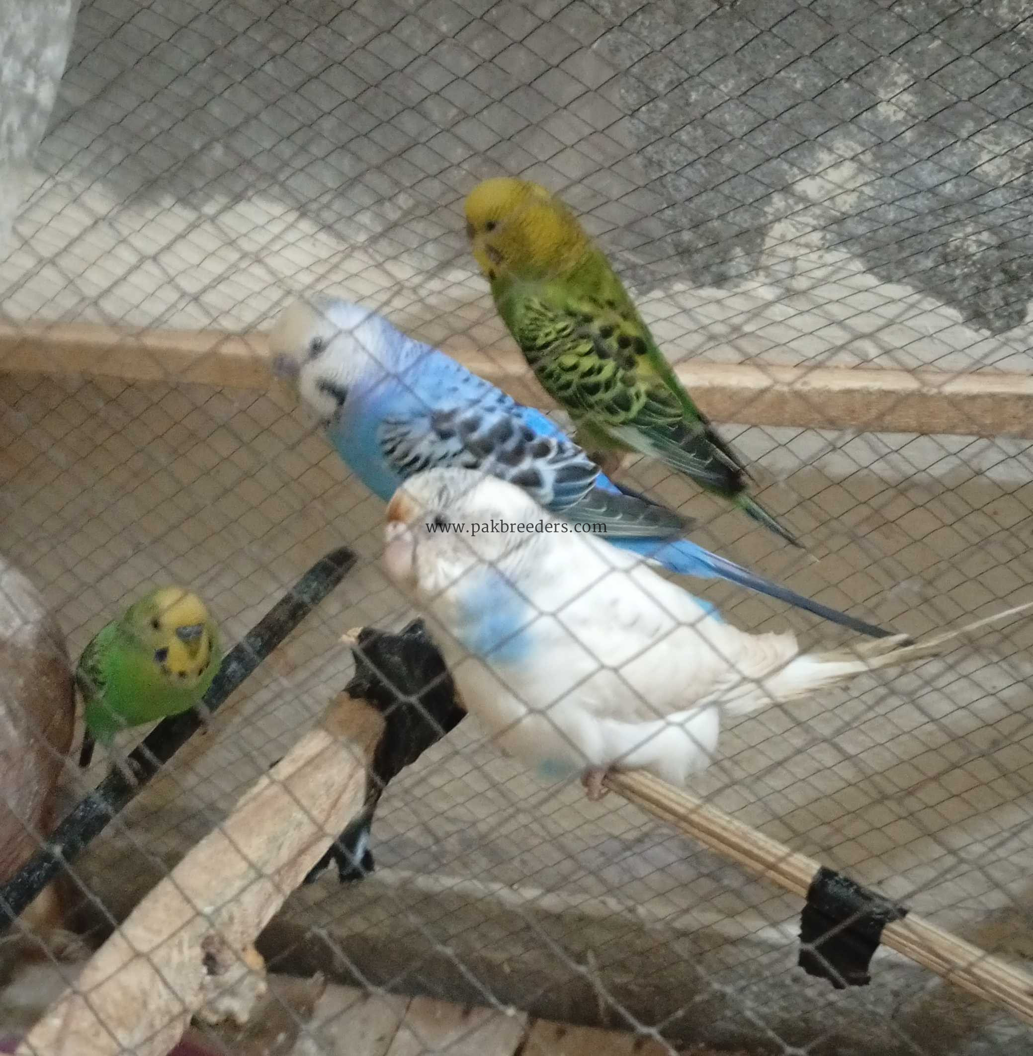 Home baby parrots.