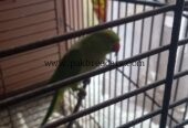 Ringneck Breeder Female