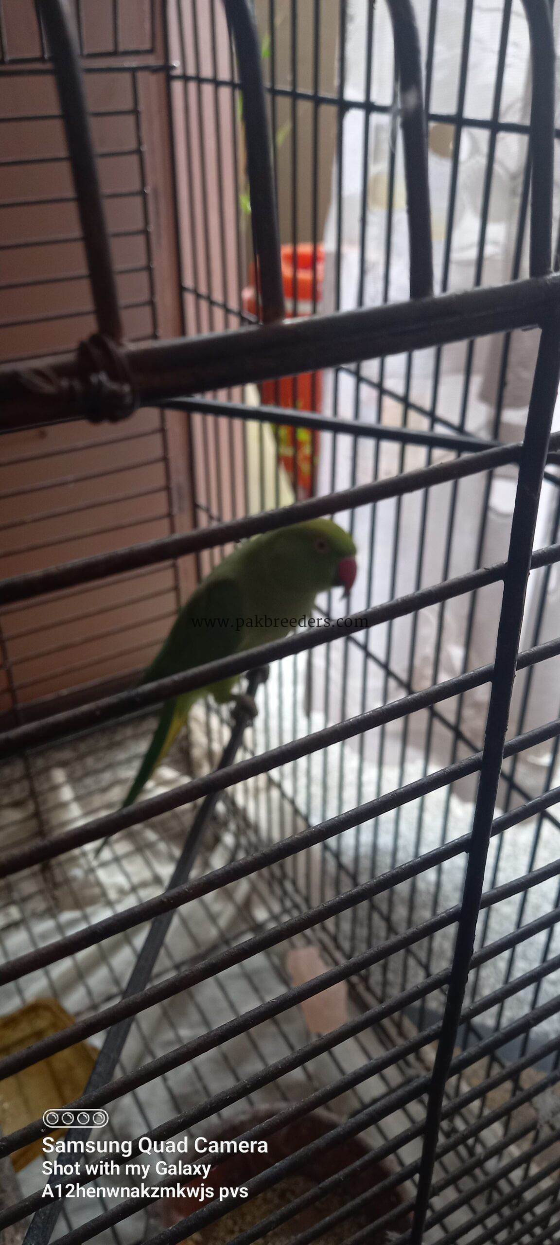 Ringneck Breeder Female