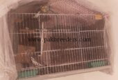 pure grey cocktail breeder pair