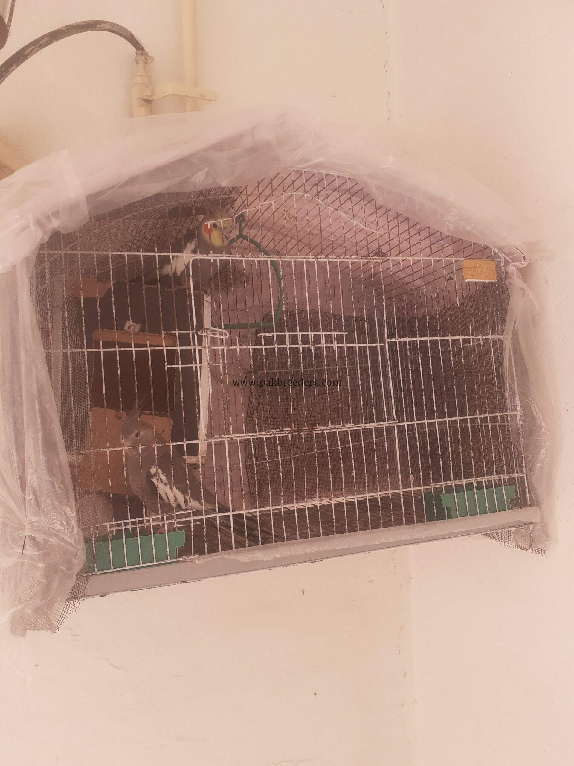 pure grey cocktail breeder pair
