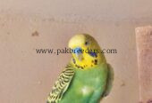 Budgies Male and Diamond Dove