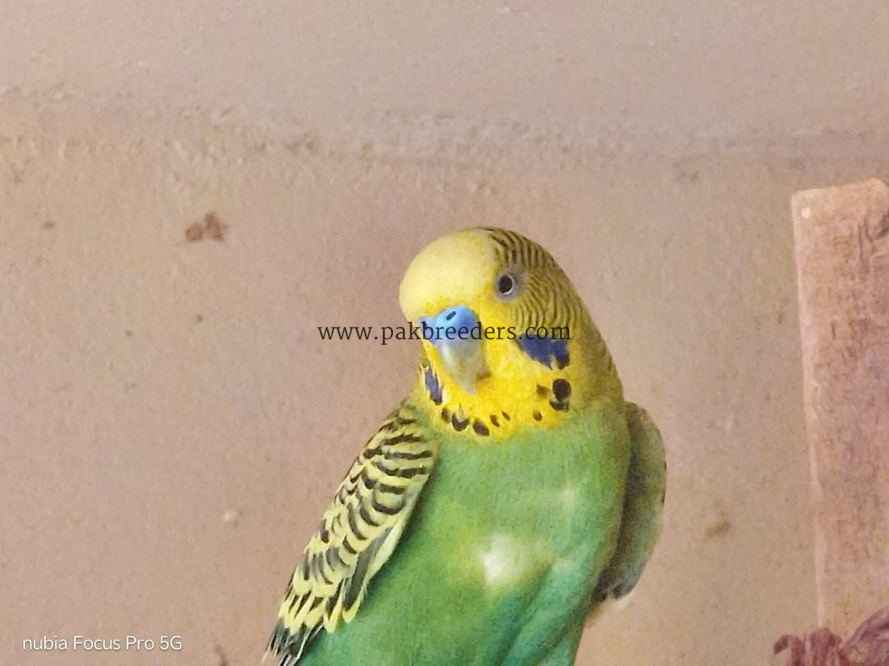 Budgies Male and Diamond Dove