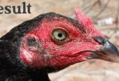 Amroha aseel breeder madi