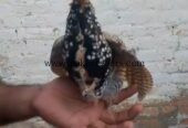 black teetar pathy For sale