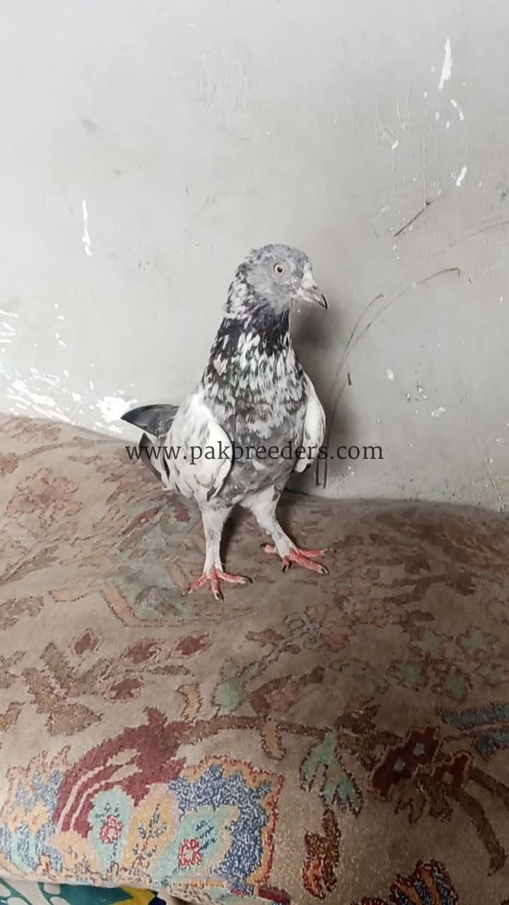 King of flyer op pigeon
