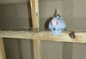 Budgies Male and Diamond Dove