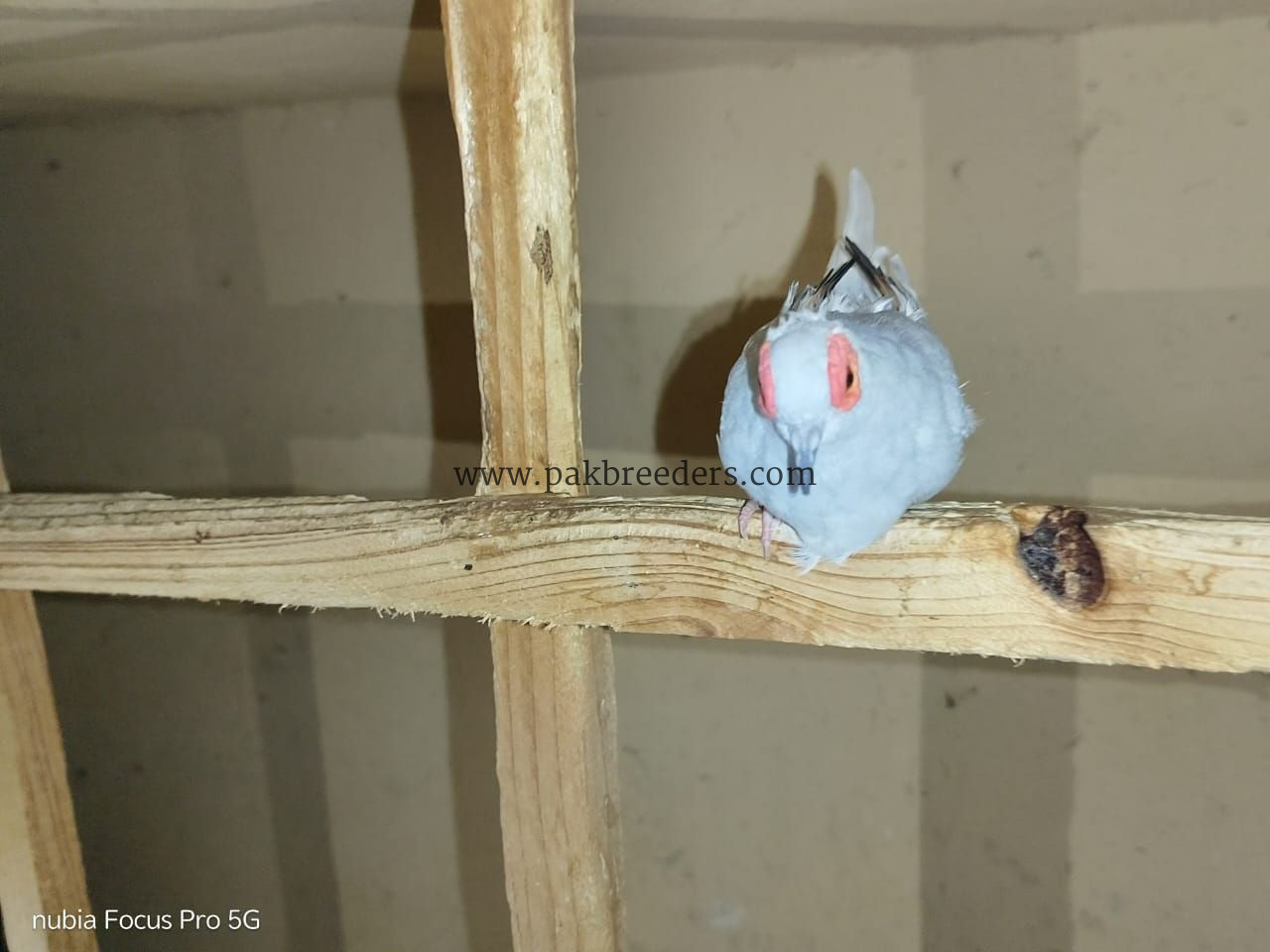 Budgies Male and Diamond Dove